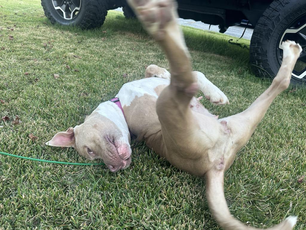 Enlarge Annabella, a Adoptable American Staffordshire Terrier in Mechanicsville, MD image 1/3