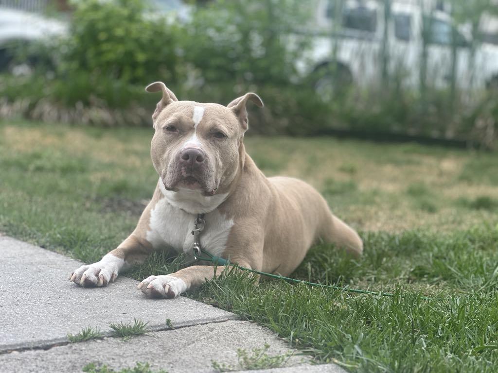 Annabella, Adult Female American Staffordshire Terrier
