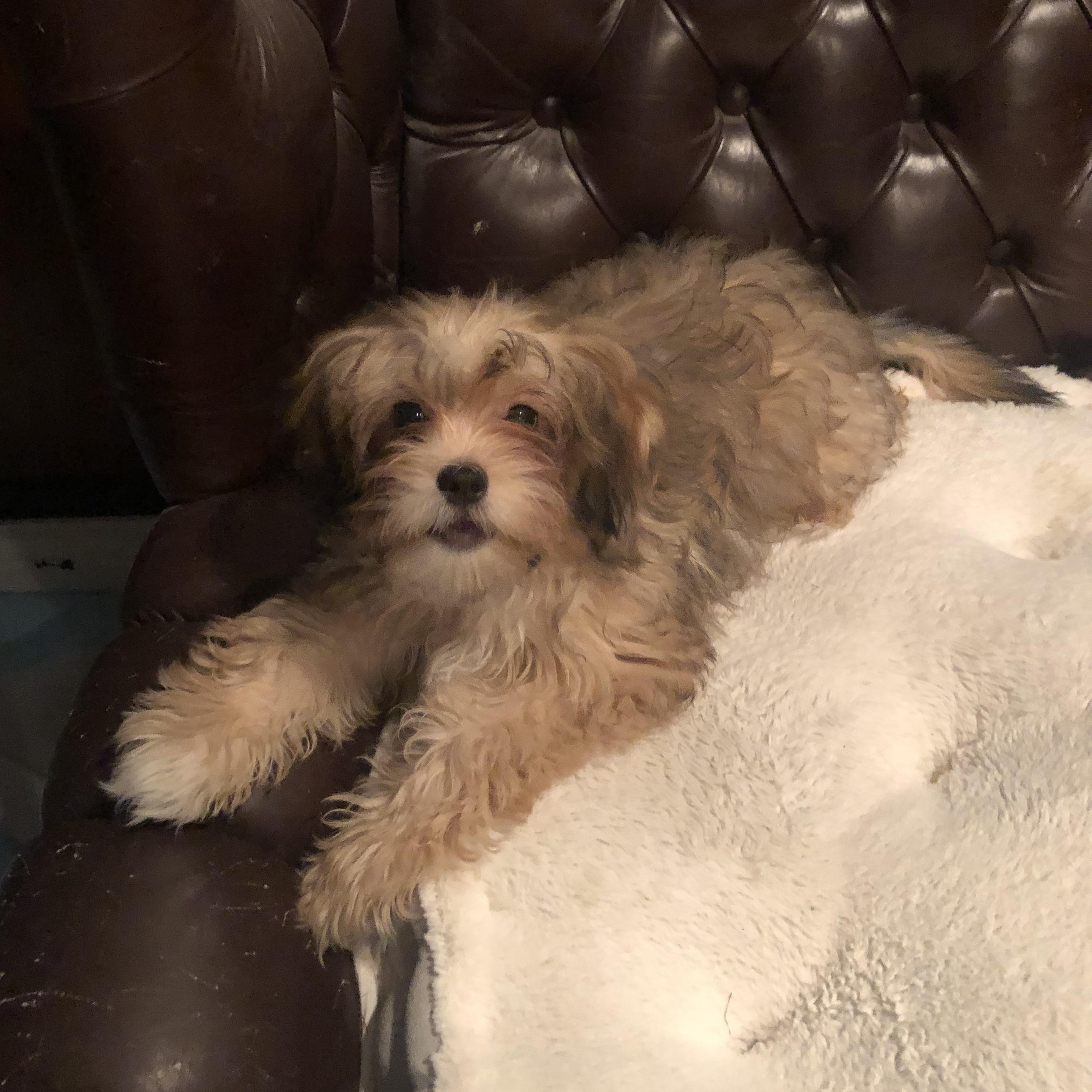 Eggbert, an adopted mixed breed in Fresno, CA image 3/3