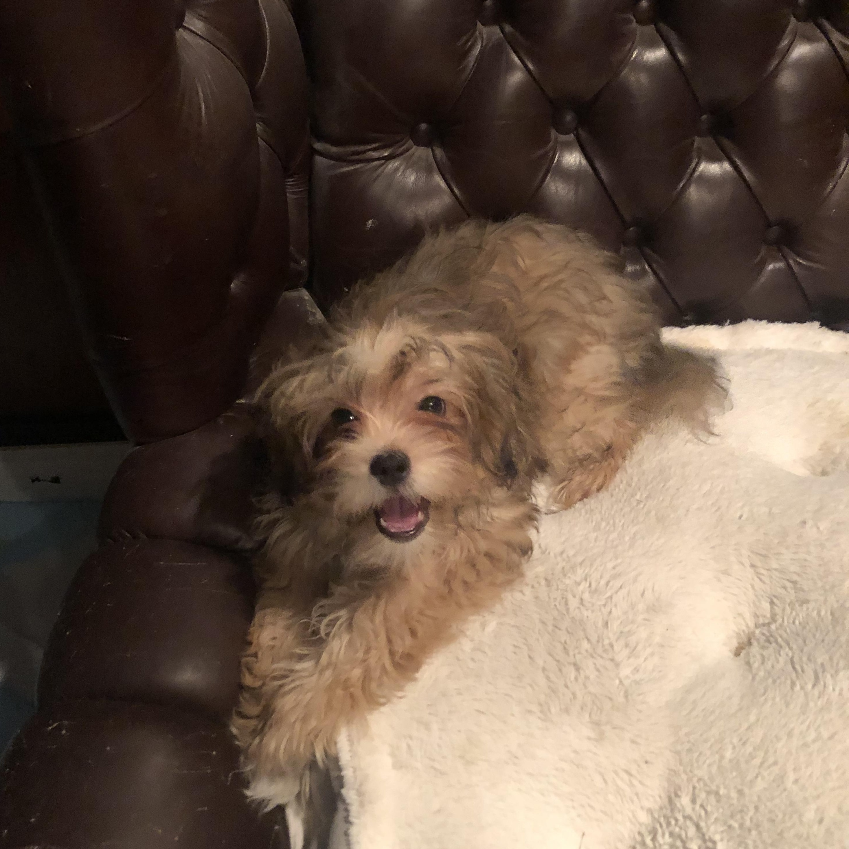 Eggbert, an adopted mixed breed in Fresno, CA image 1/3