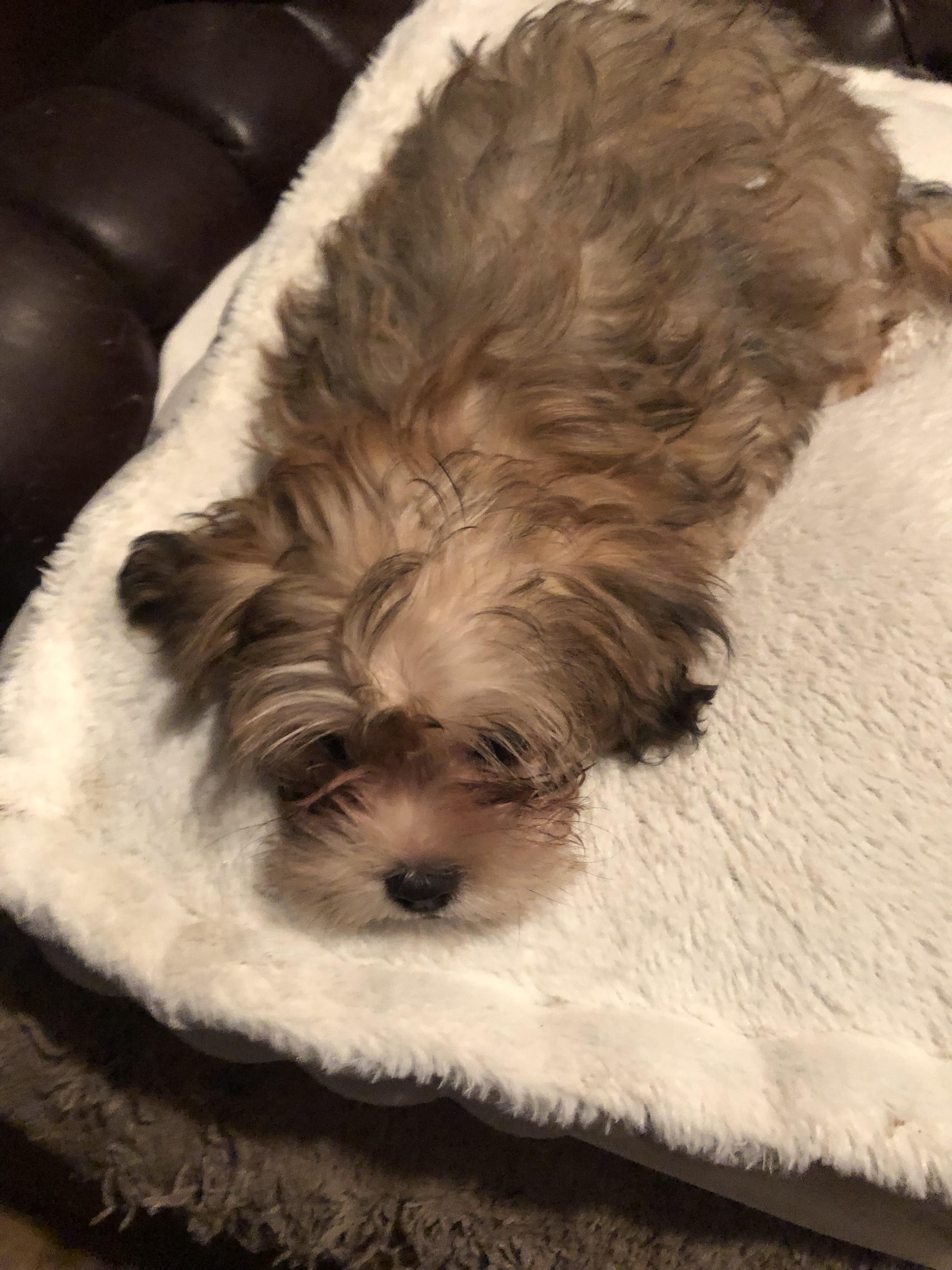 Eggbert, an adopted mixed breed in Fresno, CA image 2/3