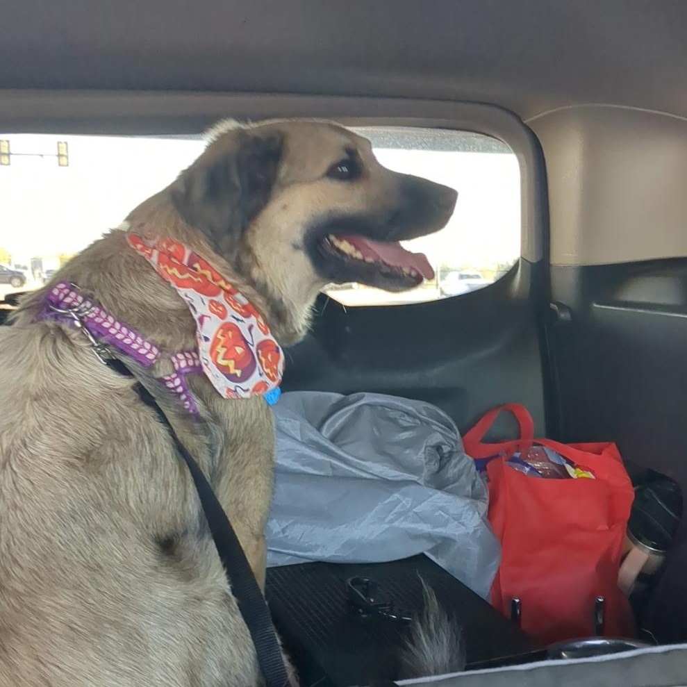 Enlarge Hershey, a Adoptable Anatolian Shepherd in Yukon, OK image 1/3