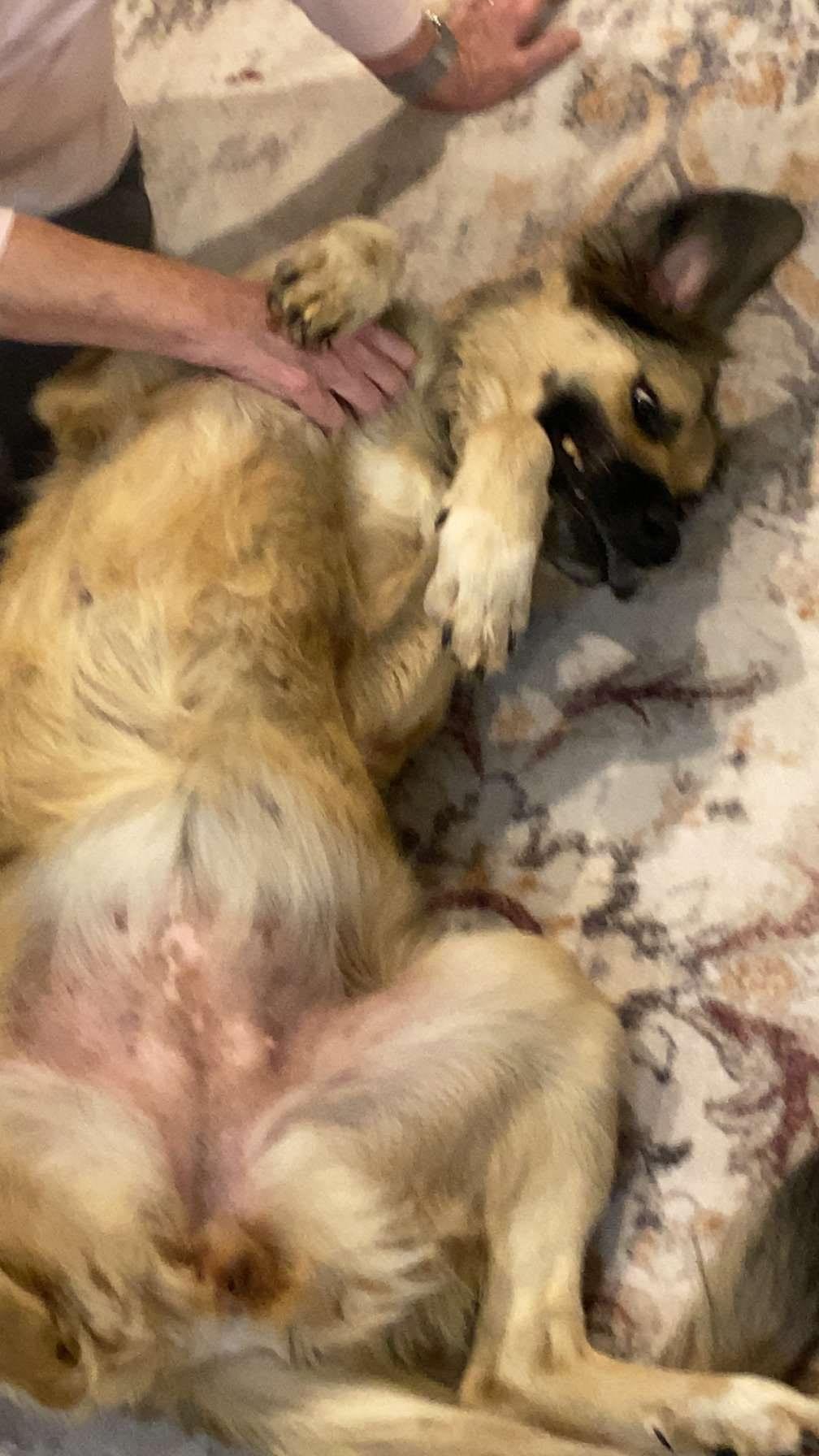 Enlarge Hershey, a Adoptable Anatolian Shepherd in Yukon, OK image 3/3