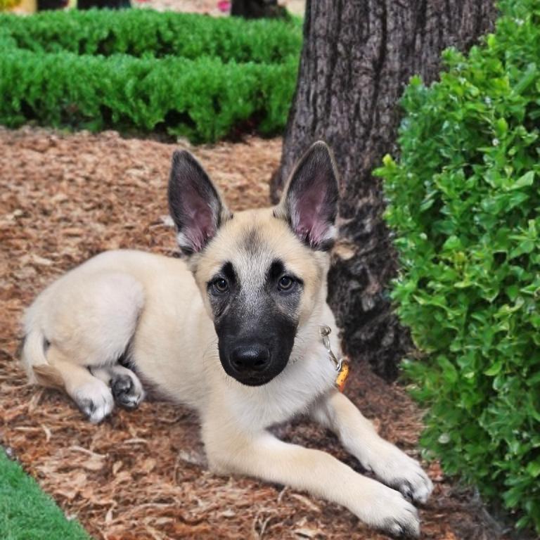 Colby, Adoptable, Puppy Male German Shepherd Dog & Husky.