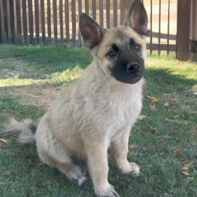 Enlarge Colby, a Adoptable mixed breed in Las Vegas, NV image 2/2