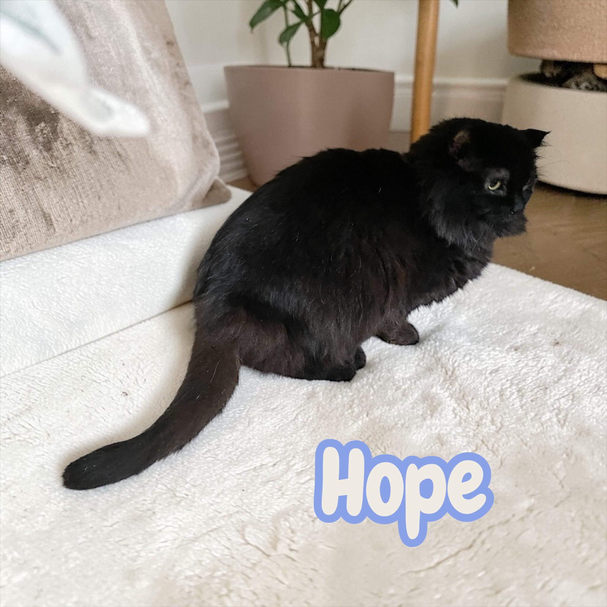 Hope — thumbnail 3