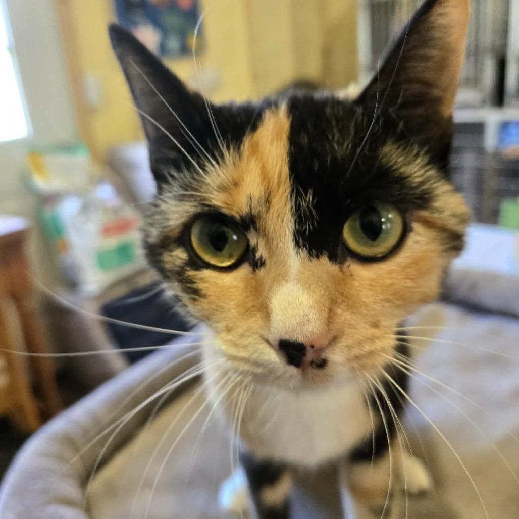 June, a Adoptable Domestic Short Hair in Park Falls, WI image 1/2