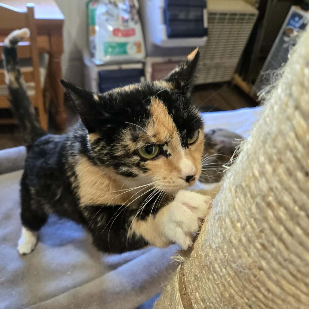 June, a Adoptable Domestic Short Hair in Park Falls, WI image 2/2