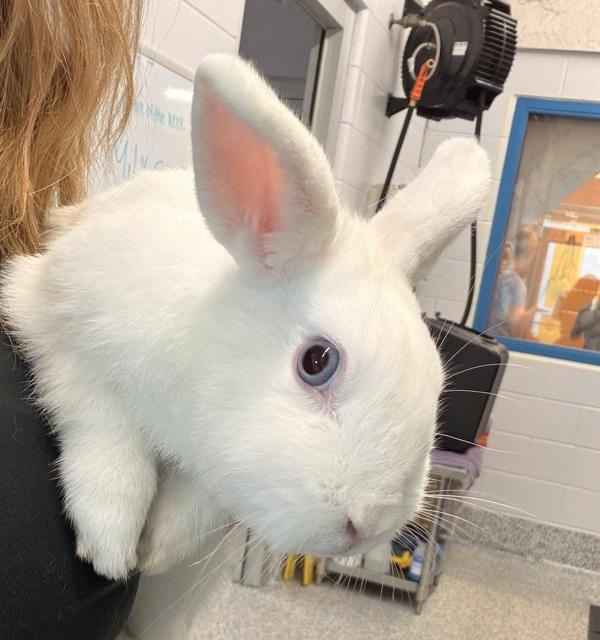 Arctic, Adoptable, Baby Male Netherland Dwarf.