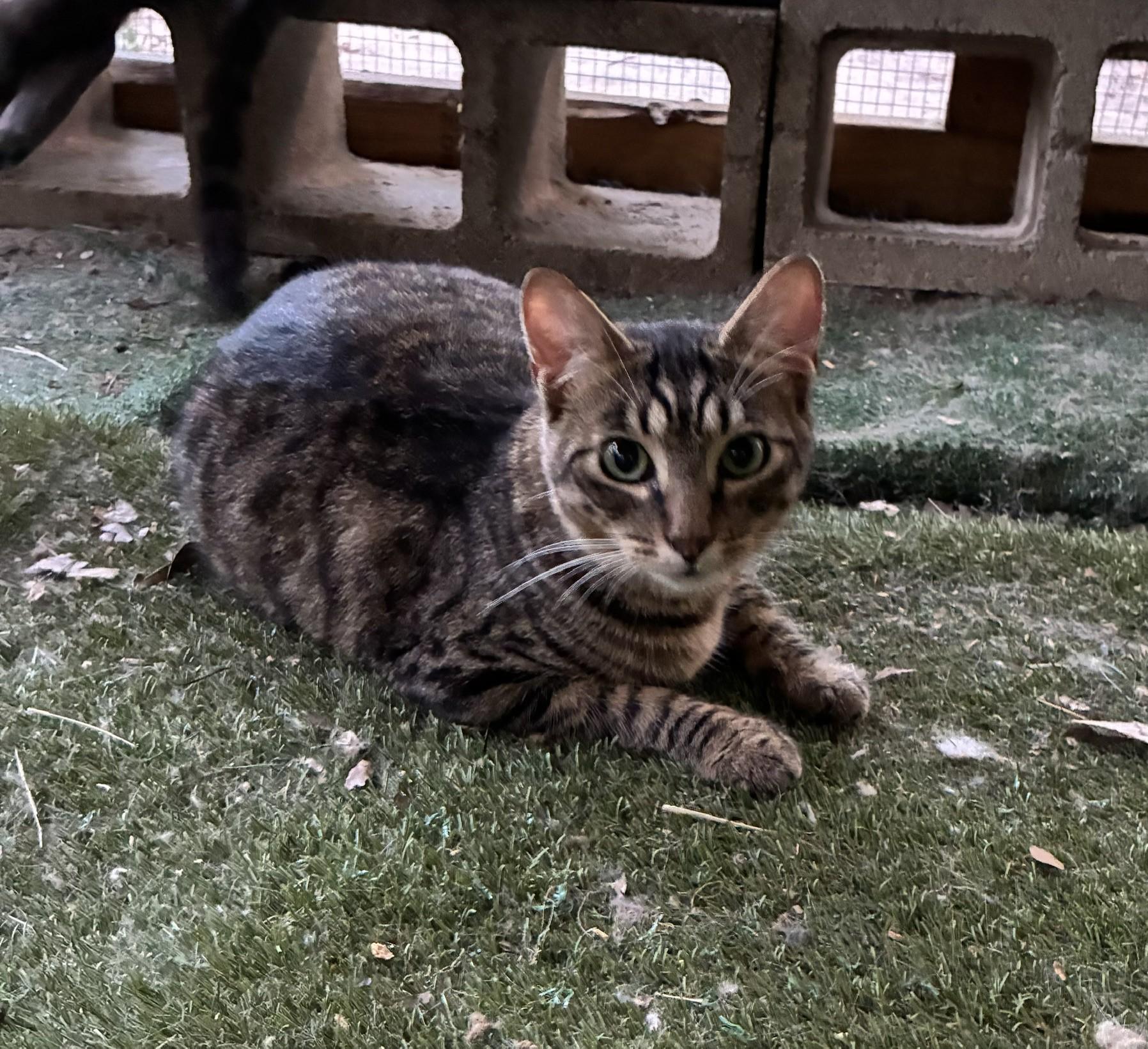 Loki, Adoptable, Adult Female Domestic Short Hair.