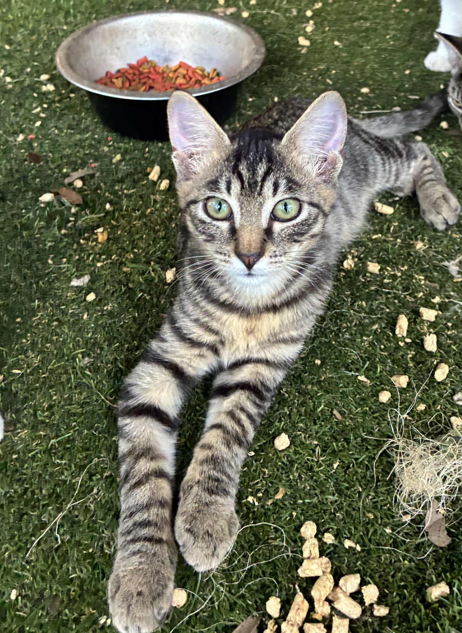 Jasper, Adoptable, Young Male American Shorthair.