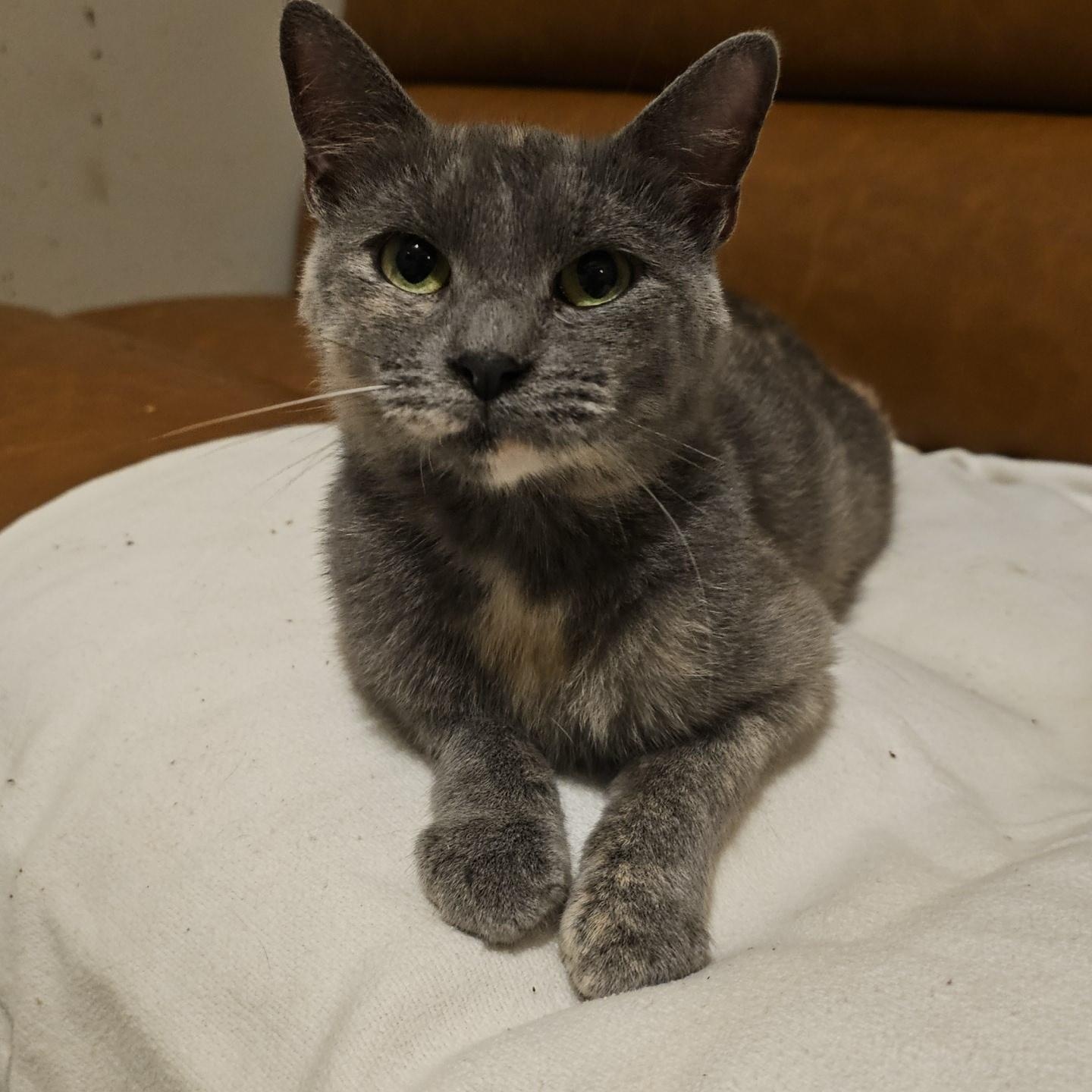 Bree ( FeLV+), a Adoptable Manx in Pardeeville, WI image 5/6