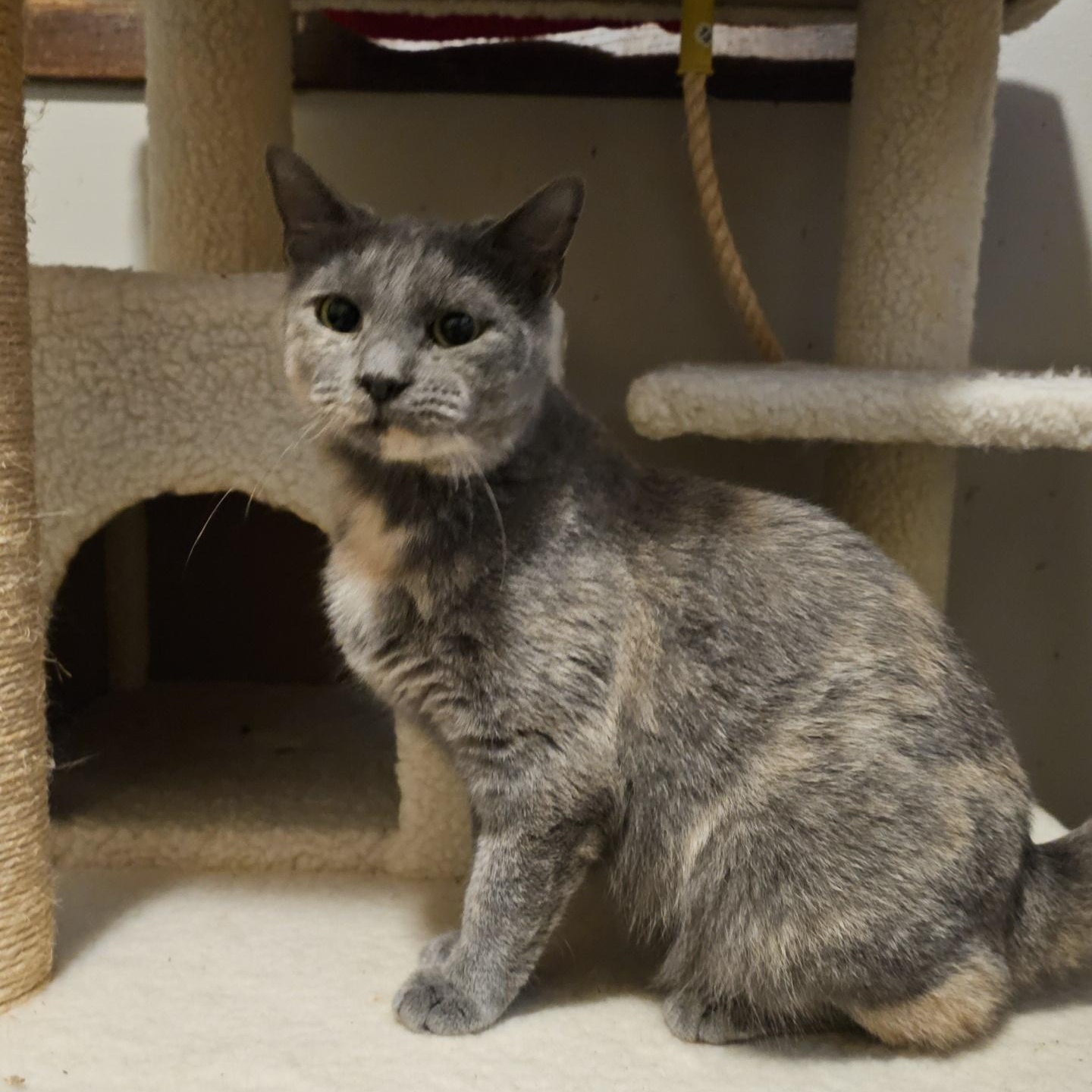 Bree ( FeLV+), a Adoptable Manx in Pardeeville, WI image 2/6