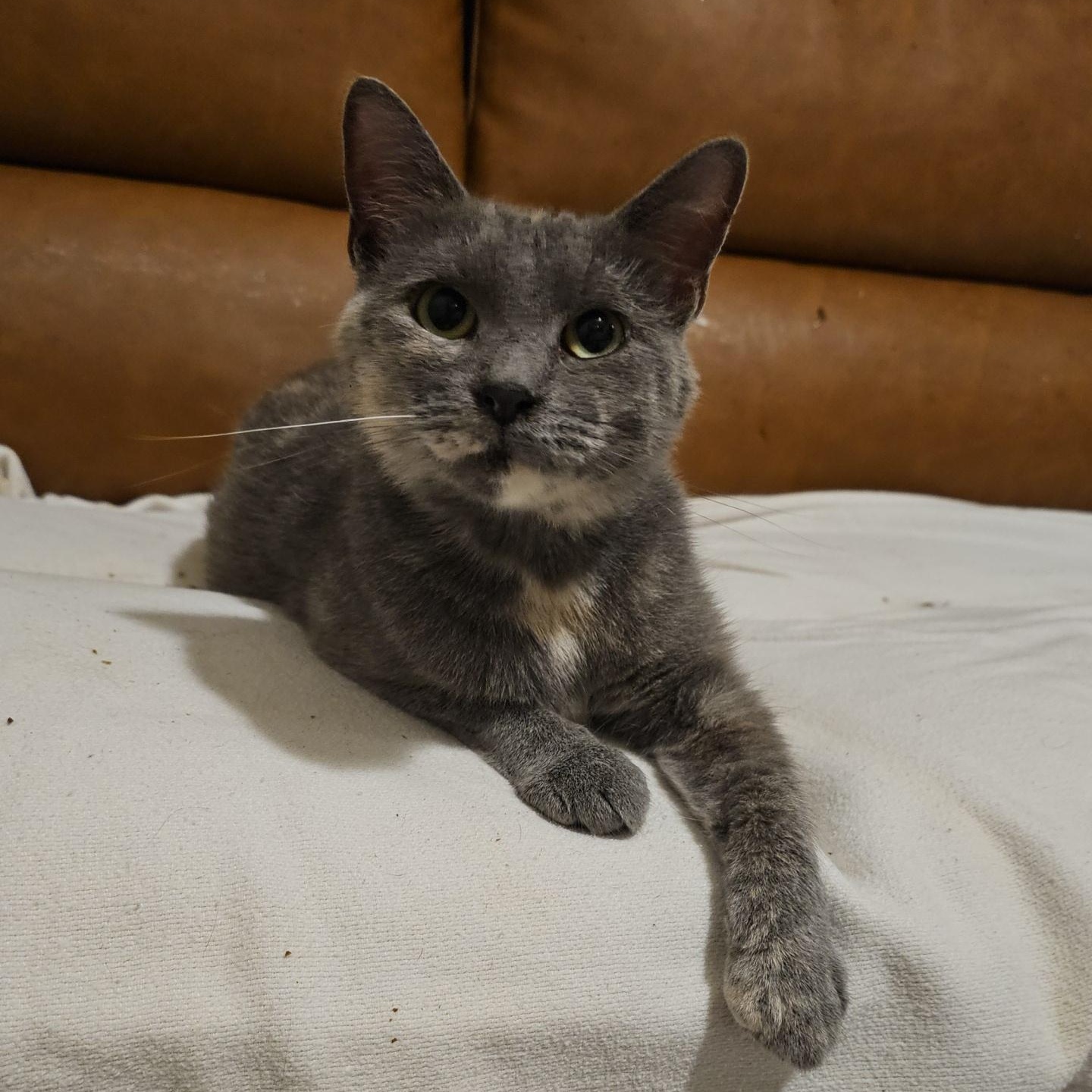 Bree ( FeLV+), a Adoptable Manx in Pardeeville, WI image 6/6