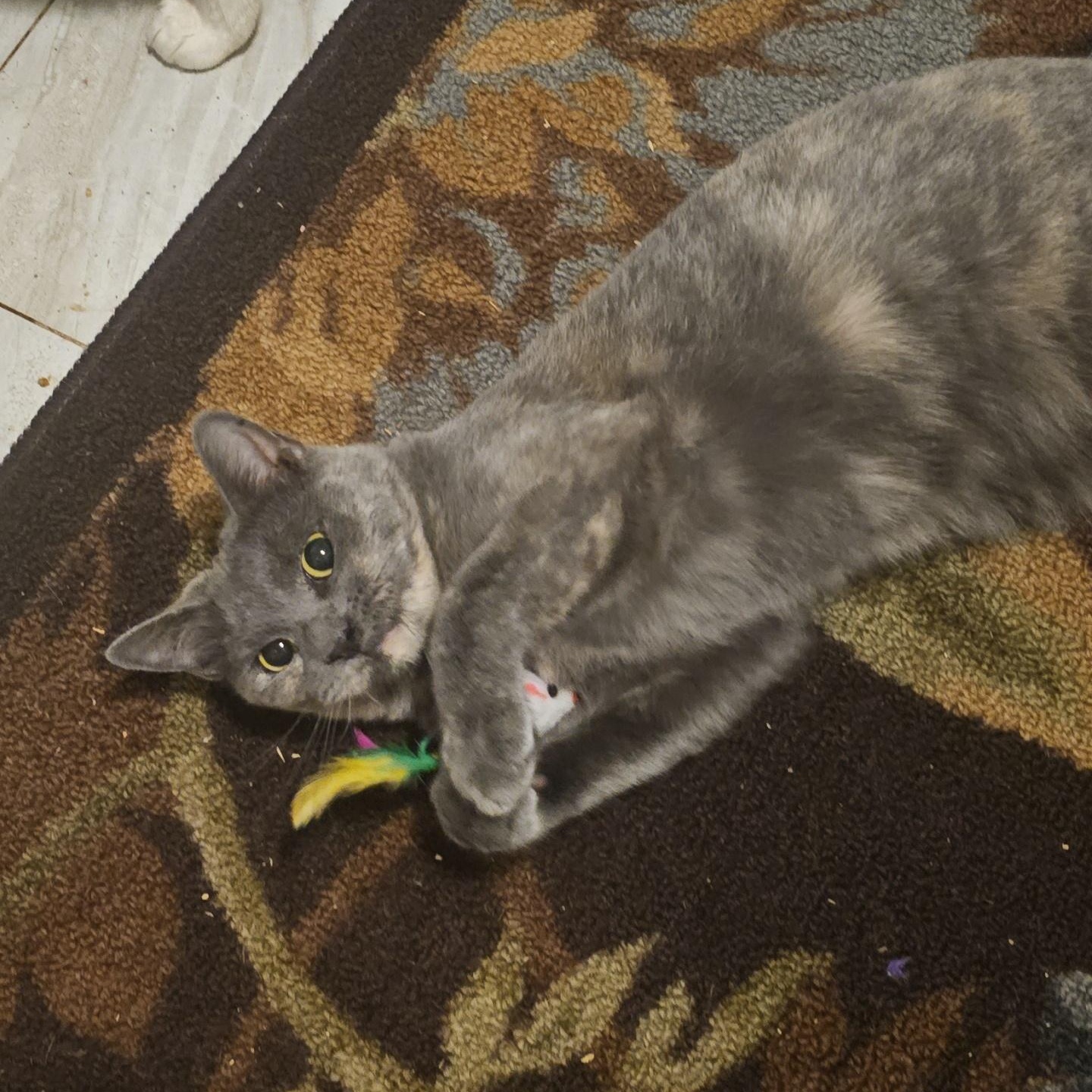 Bree ( FeLV+), Adoptable, Adult Female Manx.