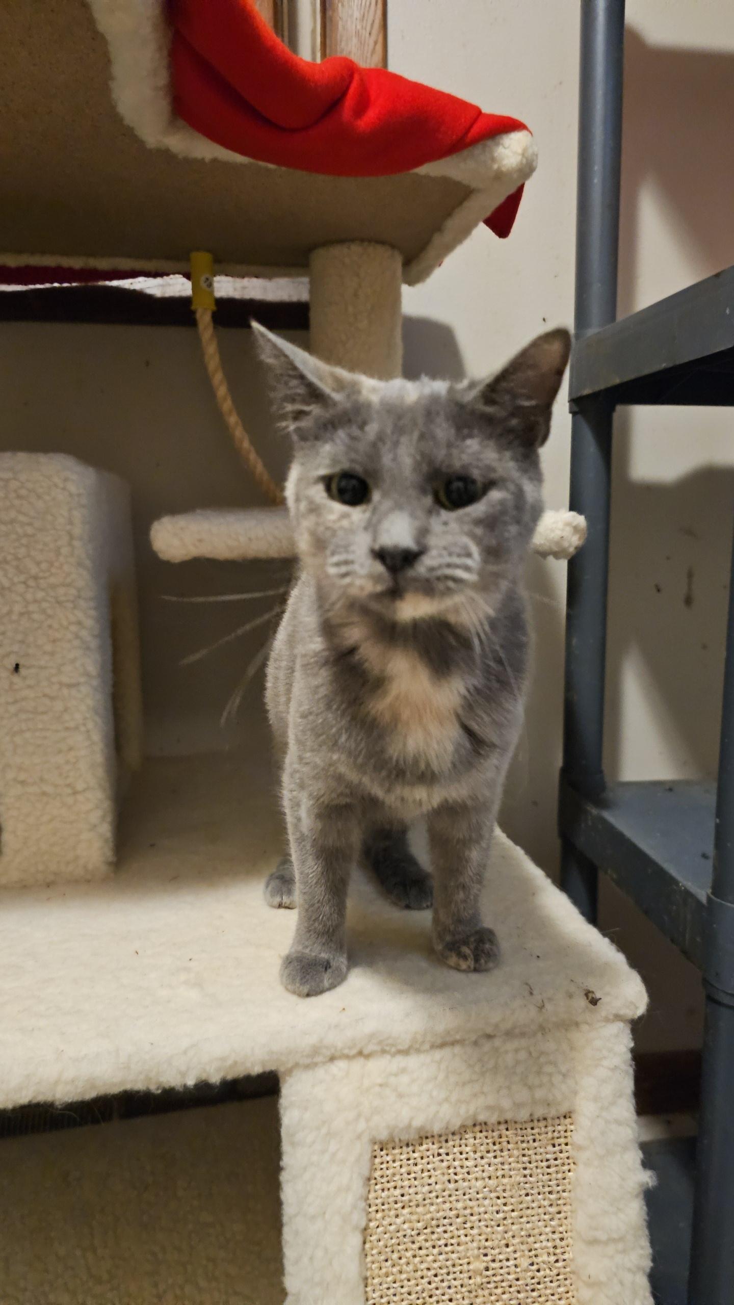 Bree ( FeLV+), a Adoptable Manx in Pardeeville, WI image 4/6