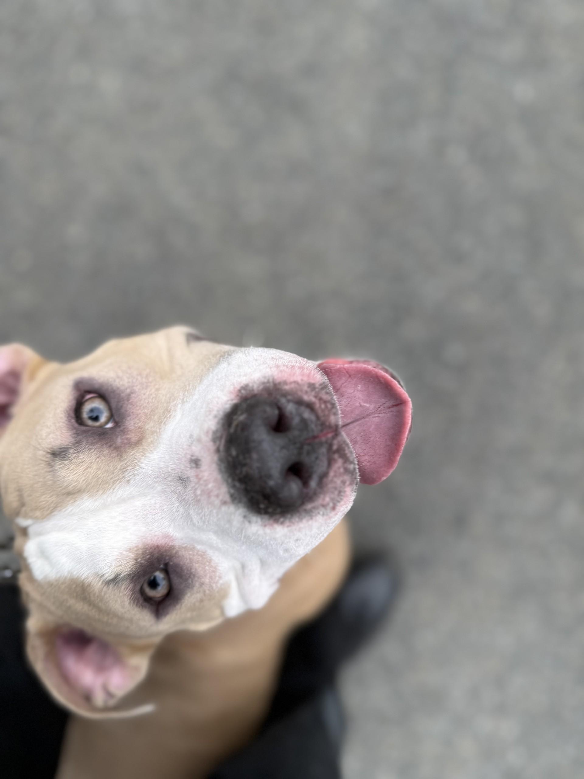 Sky, a Adopted mixed breed in Woonsocket, RI image 1/4
