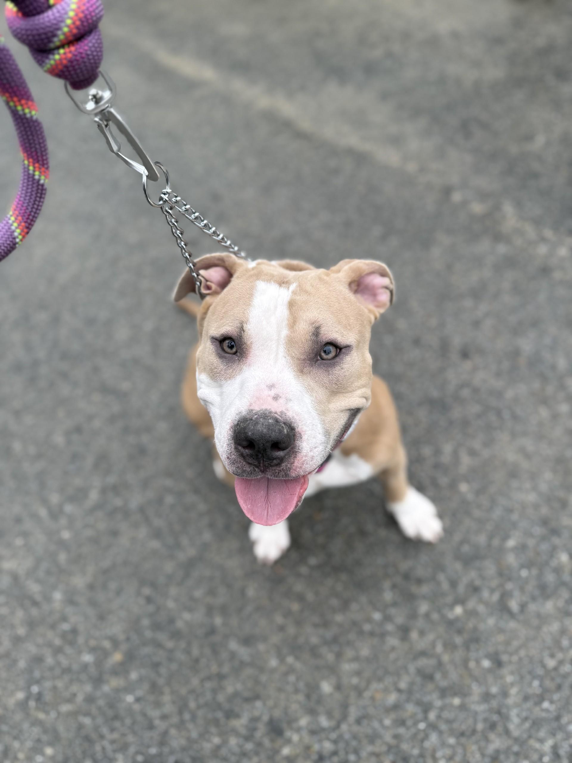 Sky, a Adopted mixed breed in Woonsocket, RI image 2/4