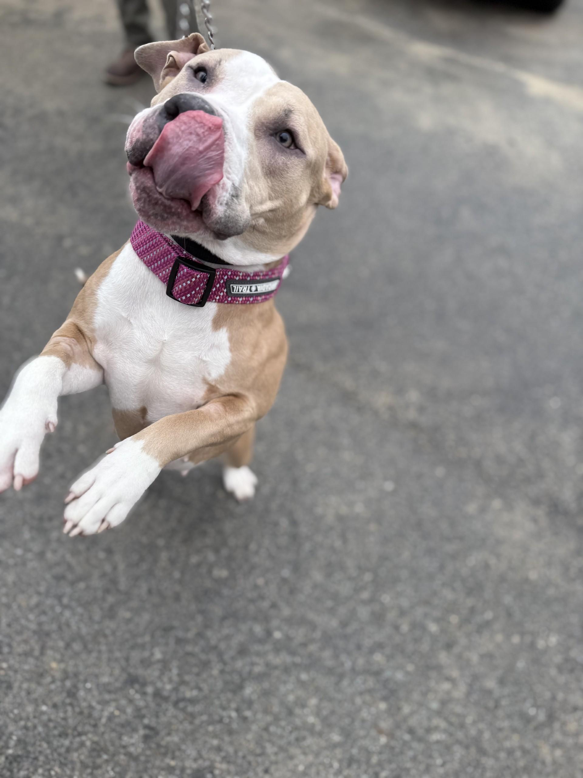 Sky, a Adopted mixed breed in Woonsocket, RI image 3/4