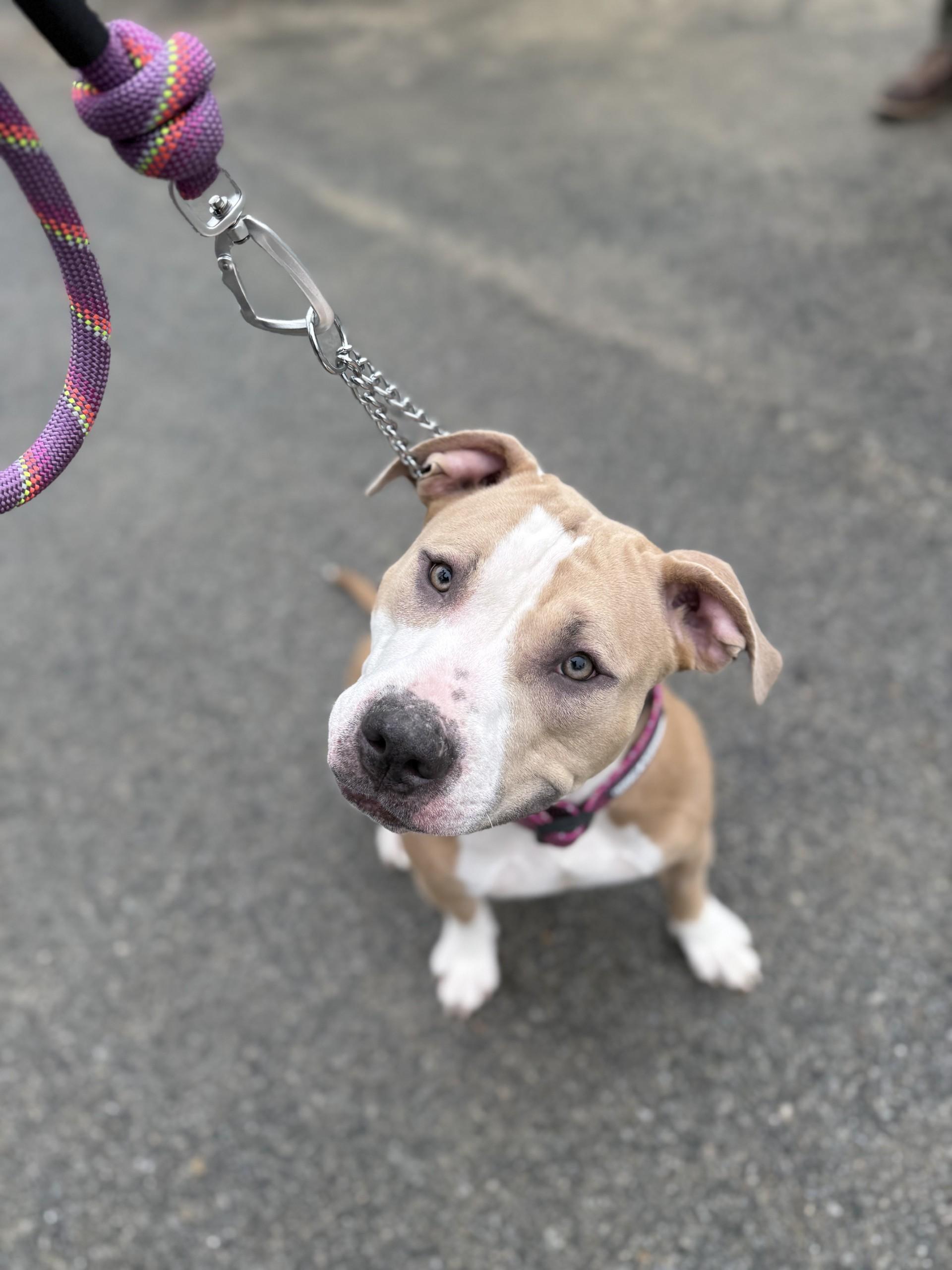 Sky, a Adopted mixed breed in Woonsocket, RI image 4/4