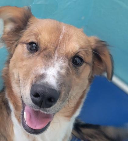 Sweet Pea, ADOPTABLE, Young Female Australian Cattle Dog / Blue Heeler.