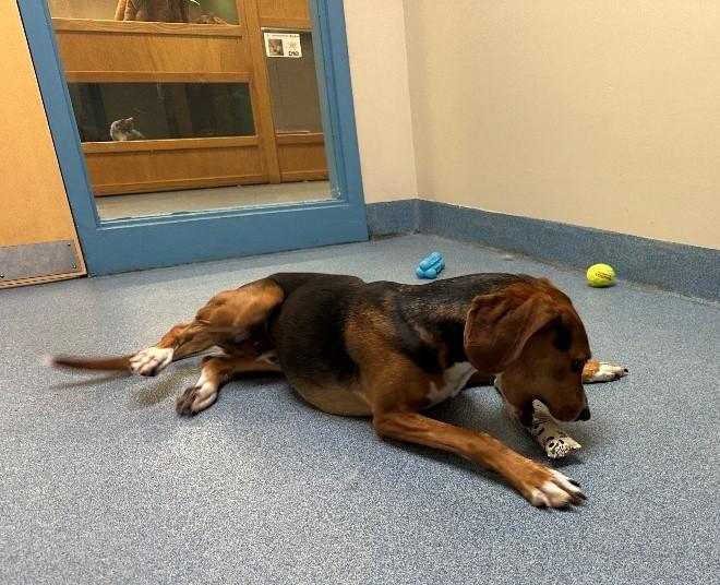 Enlarge smokey, a ADOPTABLE Hound in Suffolk, VA image 2/2