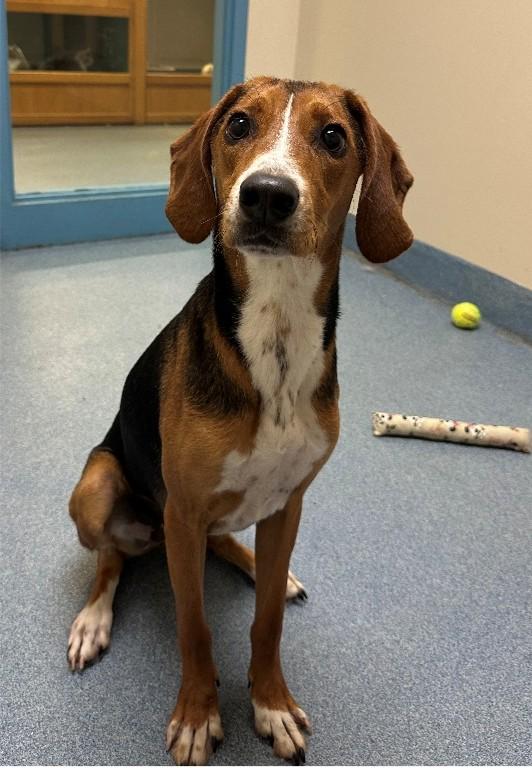 smokey, ADOPTABLE, Young Male Hound.