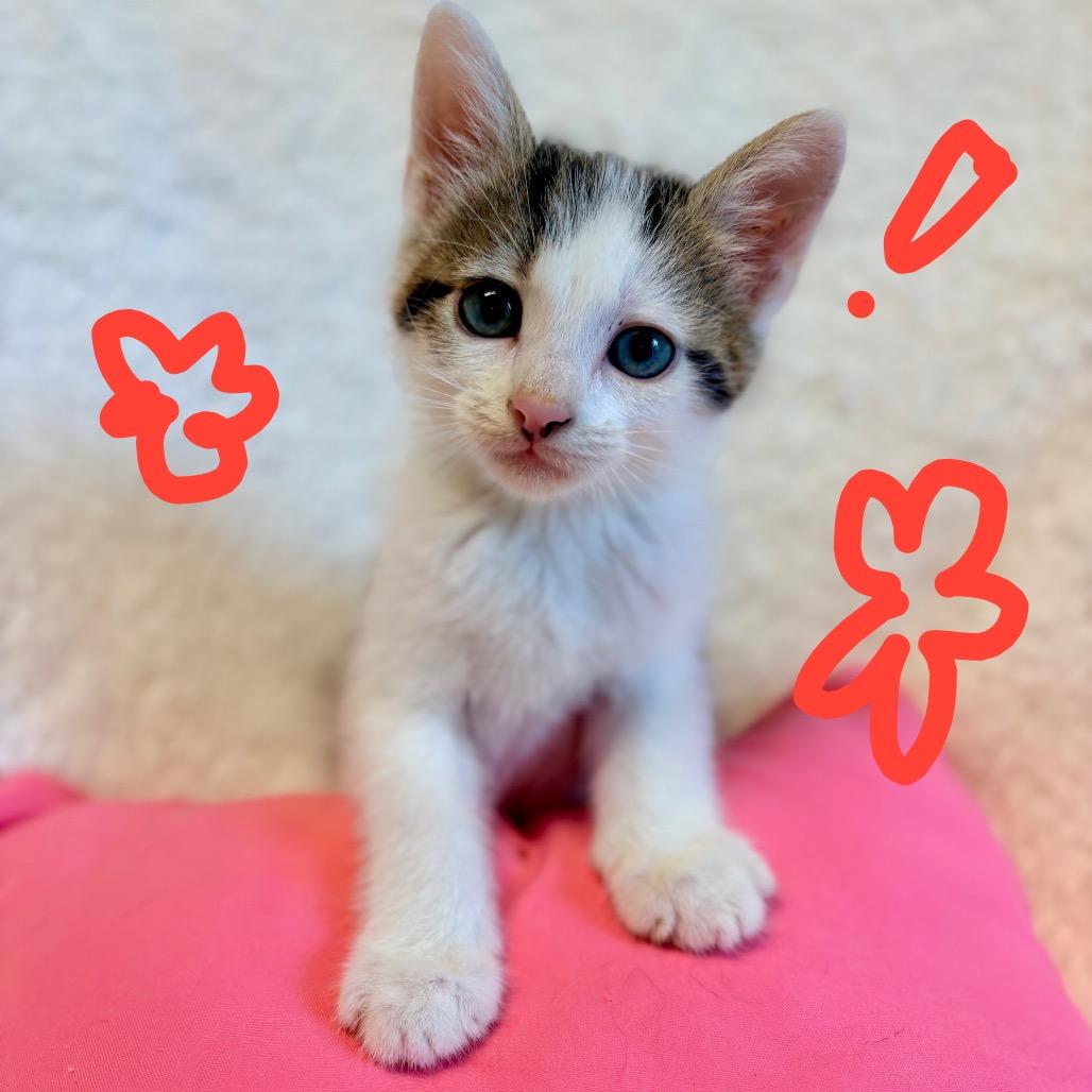 The Doctor, Adoptable, Kitten Male Domestic Short Hair.