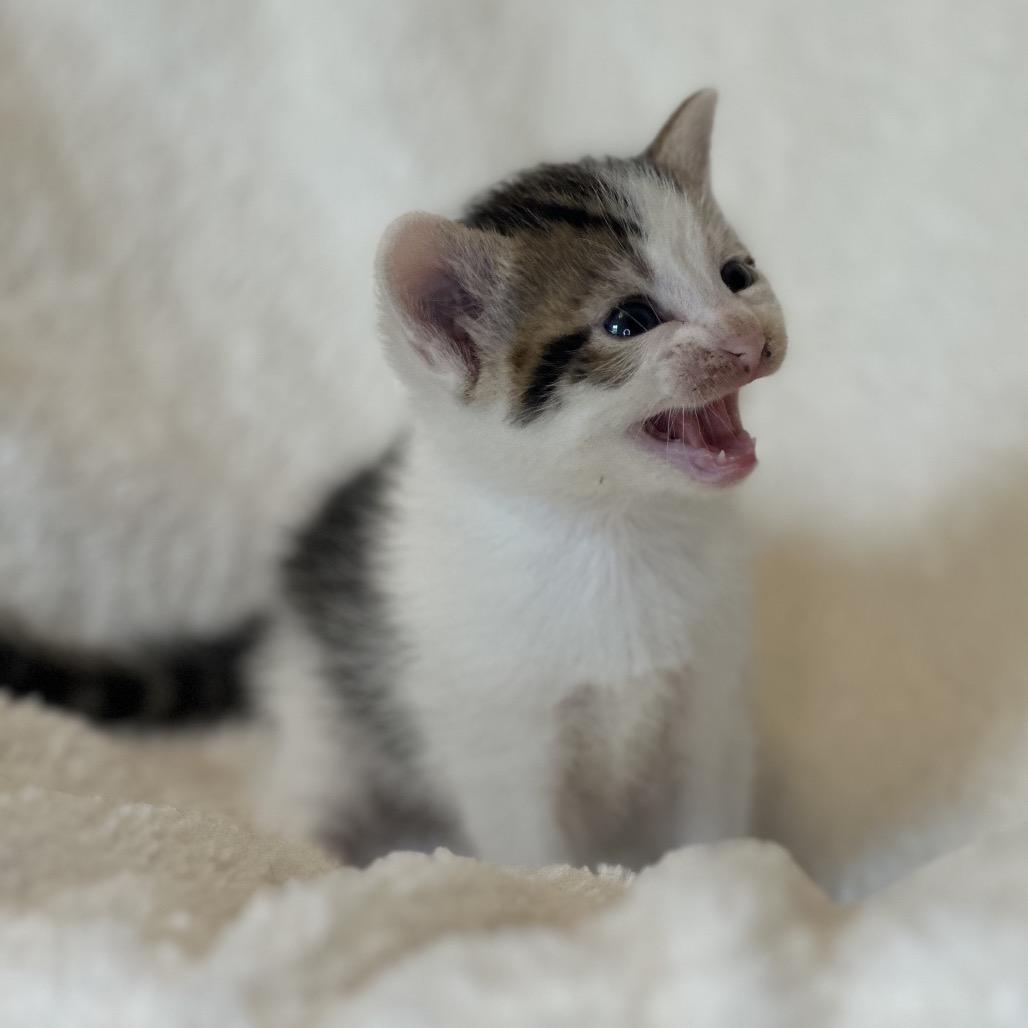 Enlarge The Doctor, a Adoptable Domestic Short Hair in Clarksville, AR image 2/2