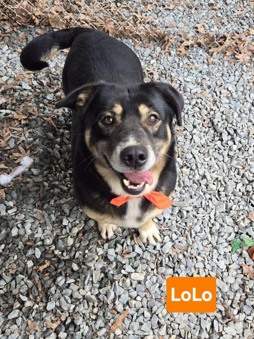 Buddy, Adopted, Adult Male Corgi & German Shepherd Dog.