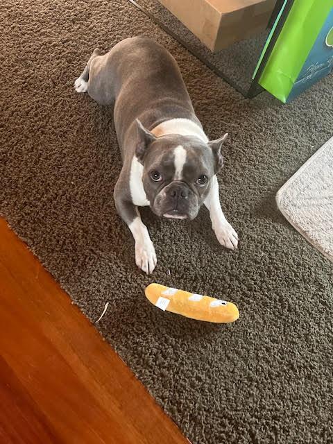 Murphy, ADOPTABLE, Adult Male Boston Terrier & French Bulldog.