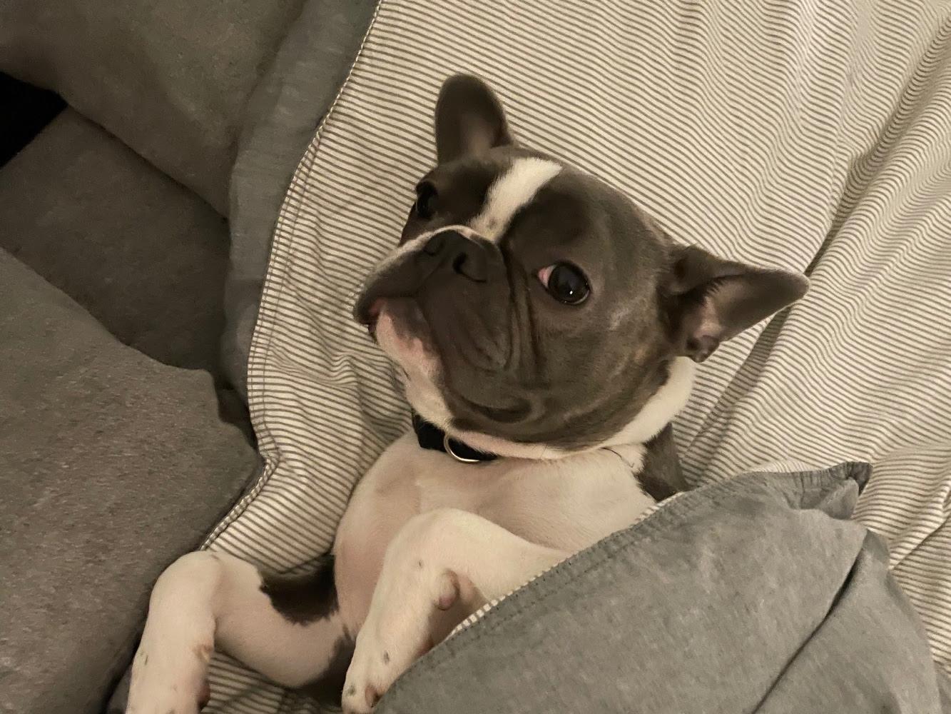 Enlarge Murphy, a ADOPTABLE mixed breed in Pasco, WA image 3/3