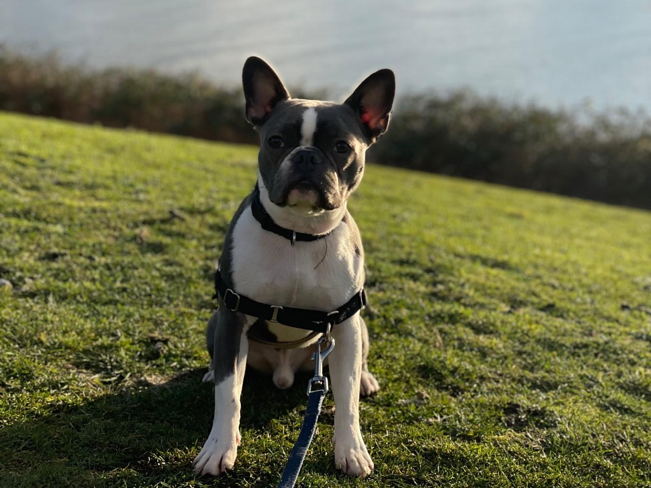 Enlarge Murphy, a ADOPTABLE mixed breed in Pasco, WA image 2/3
