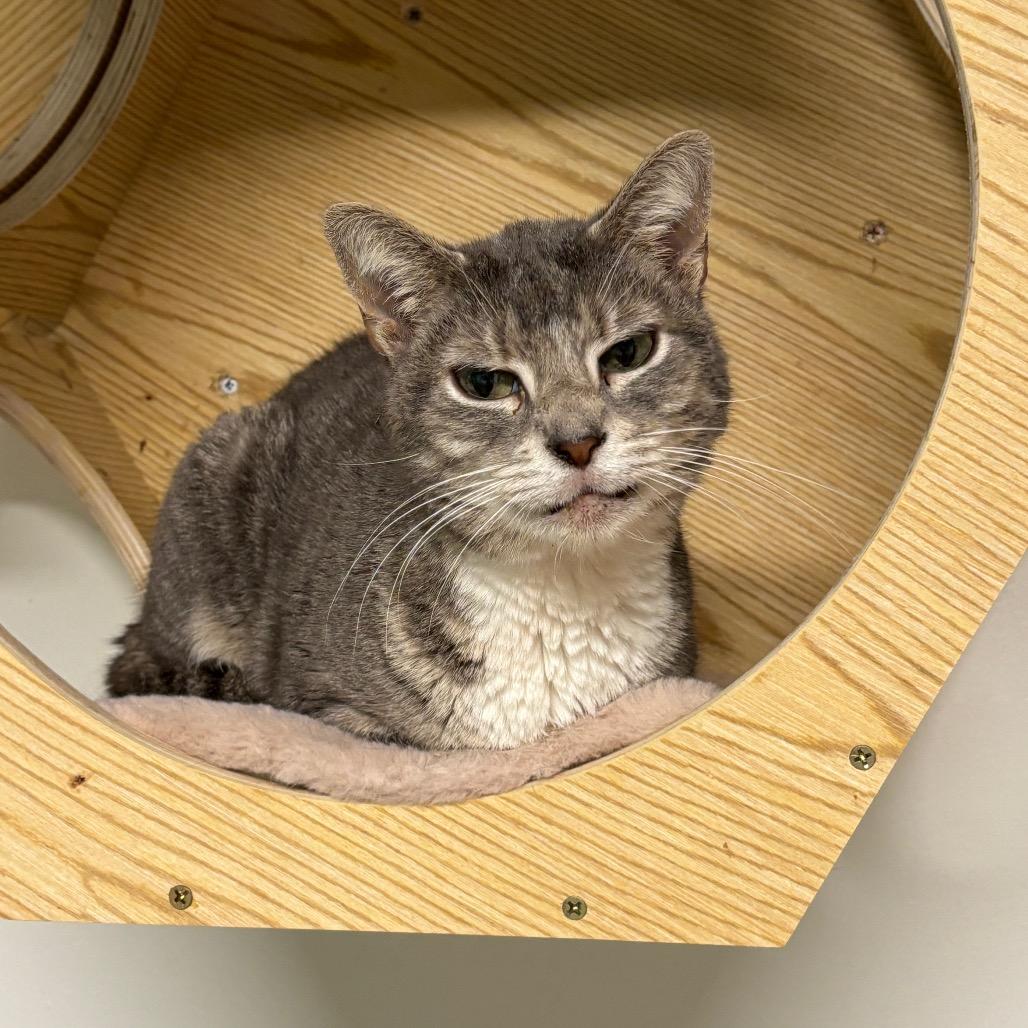 Enlarge Rosette, a Adoptable Domestic Short Hair in Granville, OH image 1/4