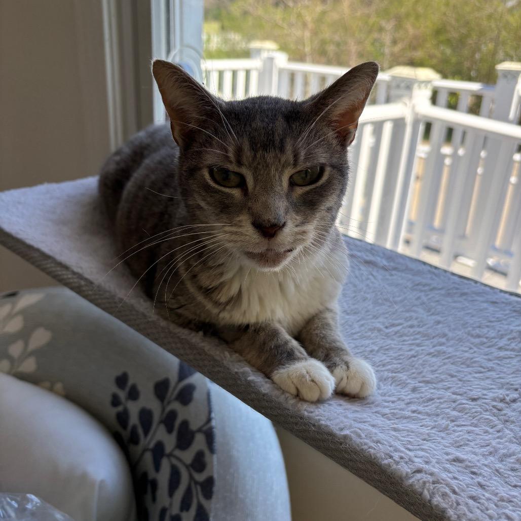 Enlarge Rosette, a Adoptable Domestic Short Hair in Granville, OH image 2/4