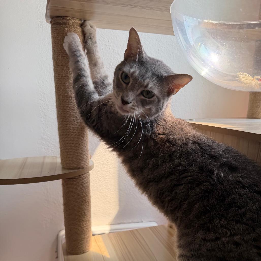 Enlarge Rosette, a Adoptable Domestic Short Hair in Granville, OH image 3/6