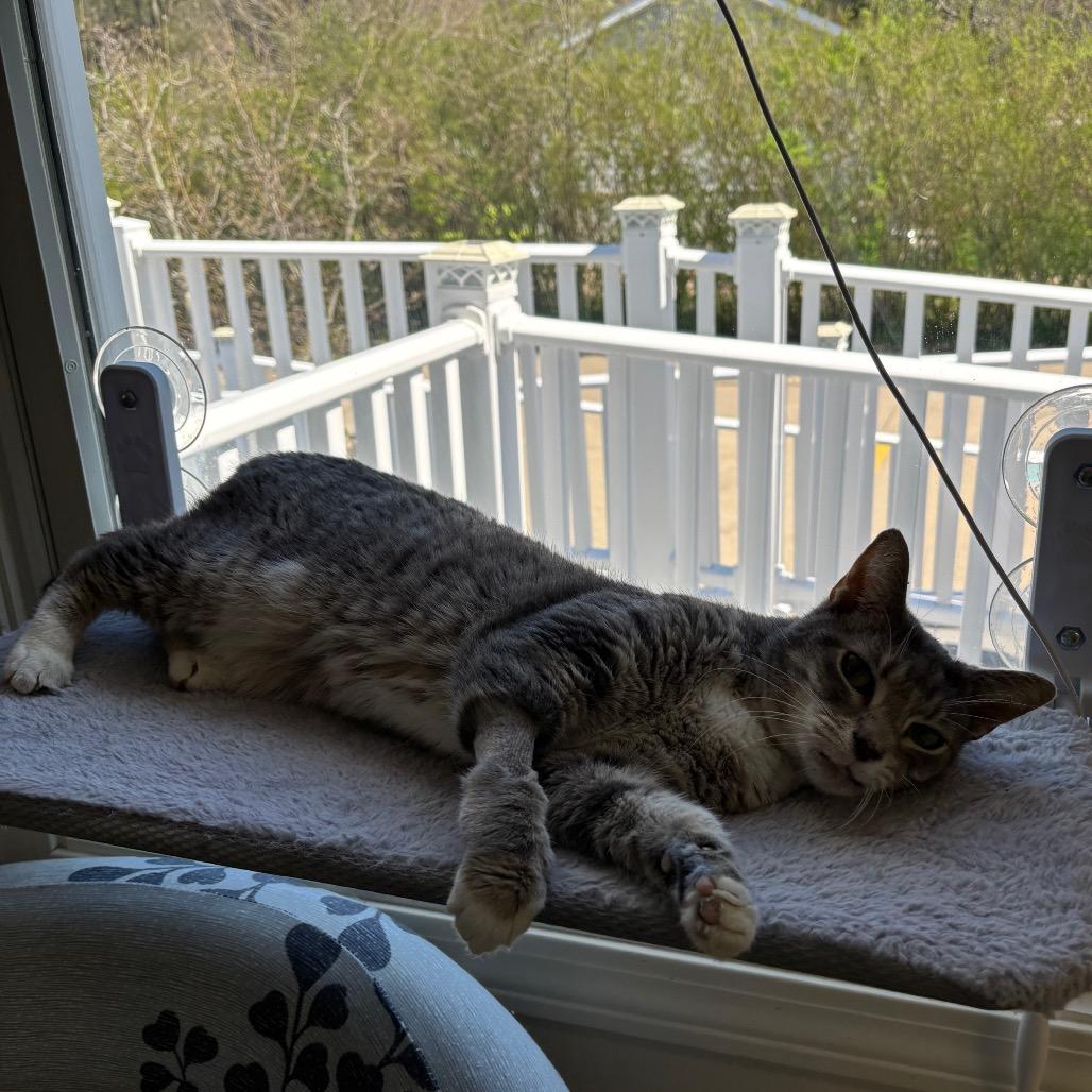 Enlarge Rosette, a Adoptable Domestic Short Hair in Granville, OH image 3/4