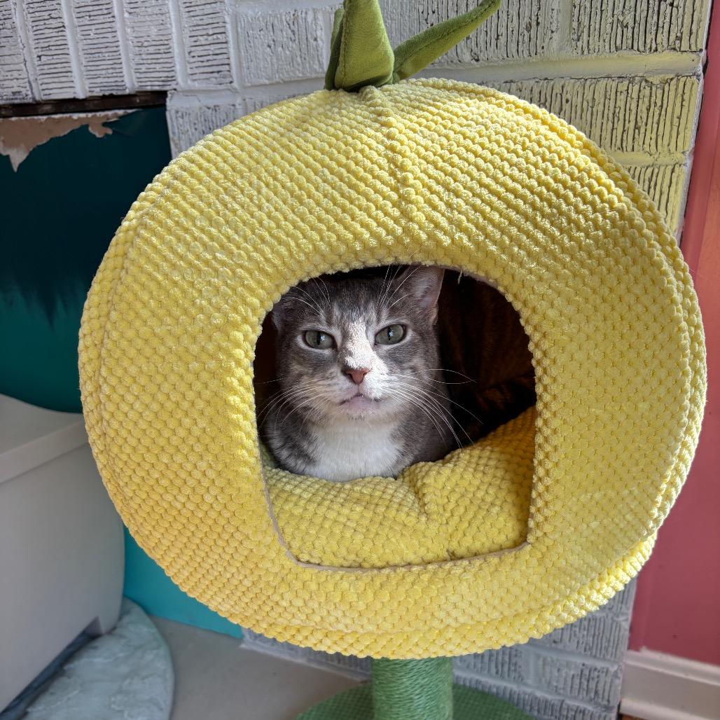 Enlarge Rosette, a Adoptable Domestic Short Hair in Granville, OH image 4/5