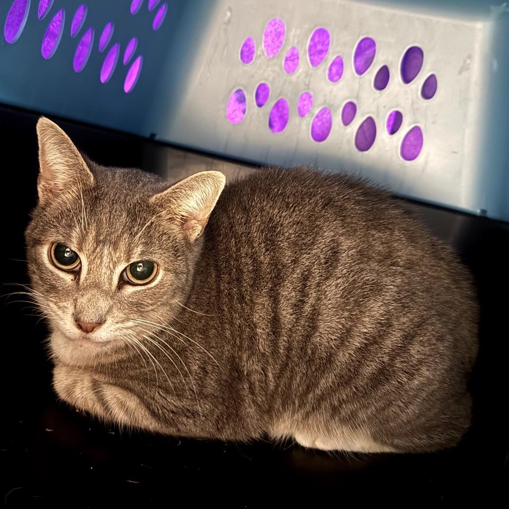 Enlarge Rosette, a Adoptable Domestic Short Hair in Granville, OH image 1/1