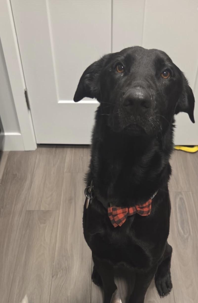 Tex, Adoptable, Young Male Black Labrador Retriever & German Shepherd Dog.