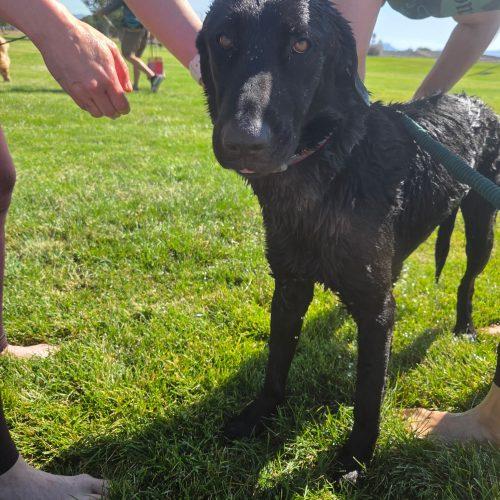 Tex, Adoptable, Young Male Black Labrador Retriever & German Shepherd Dog.
