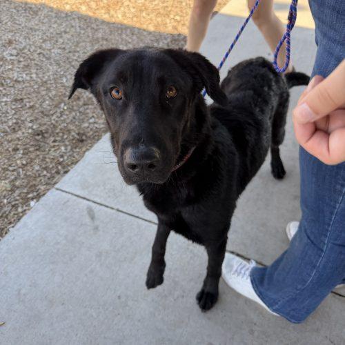 Enlarge Tex, a Adoptable mixed breed in Grand Junction, CO image 3/6