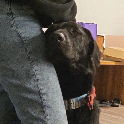 Enlarge Tex, a Adoptable mixed breed in Grand Junction, CO image 4/6