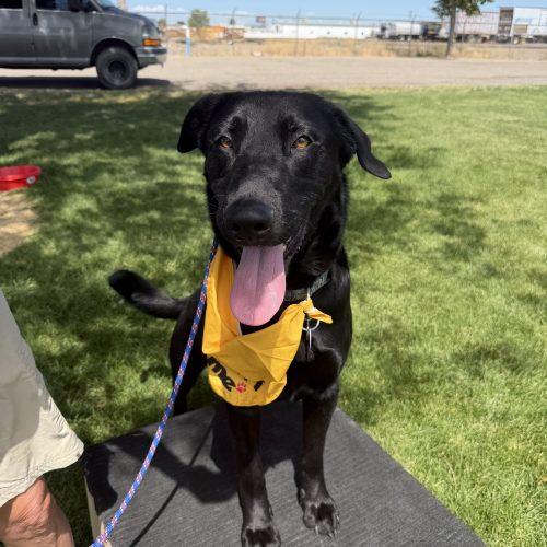 Enlarge Tex, a Adoptable mixed breed in Grand Junction, CO image 5/6