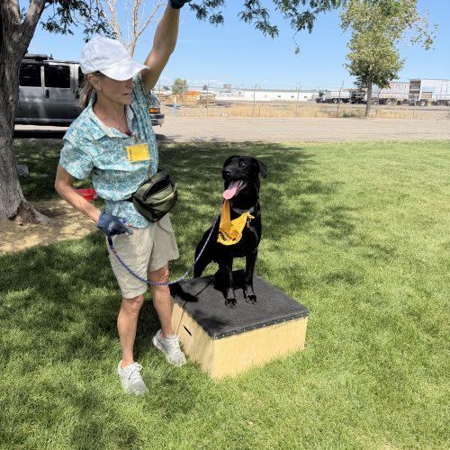 Enlarge Tex, a Adoptable mixed breed in Grand Junction, CO image 6/6