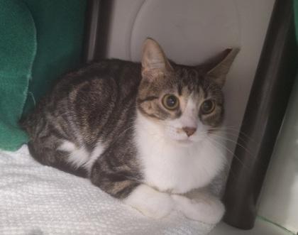 Enlarge Gumba, a Adoptable mixed breed in Gwinn, MI image 1/1