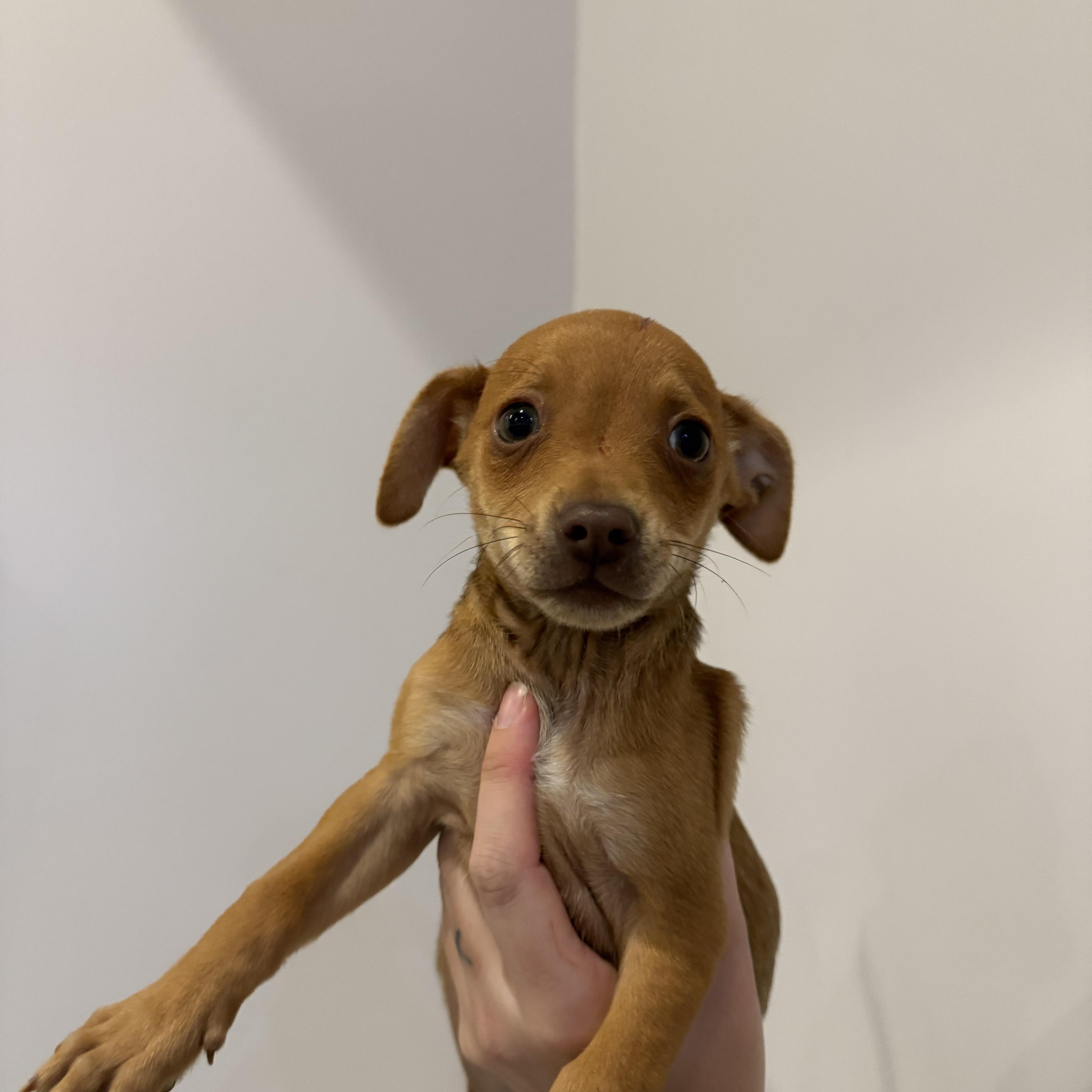 Enlarge Clayton, a ADOPTABLE mixed breed in West Hollywood, CA image 1/1