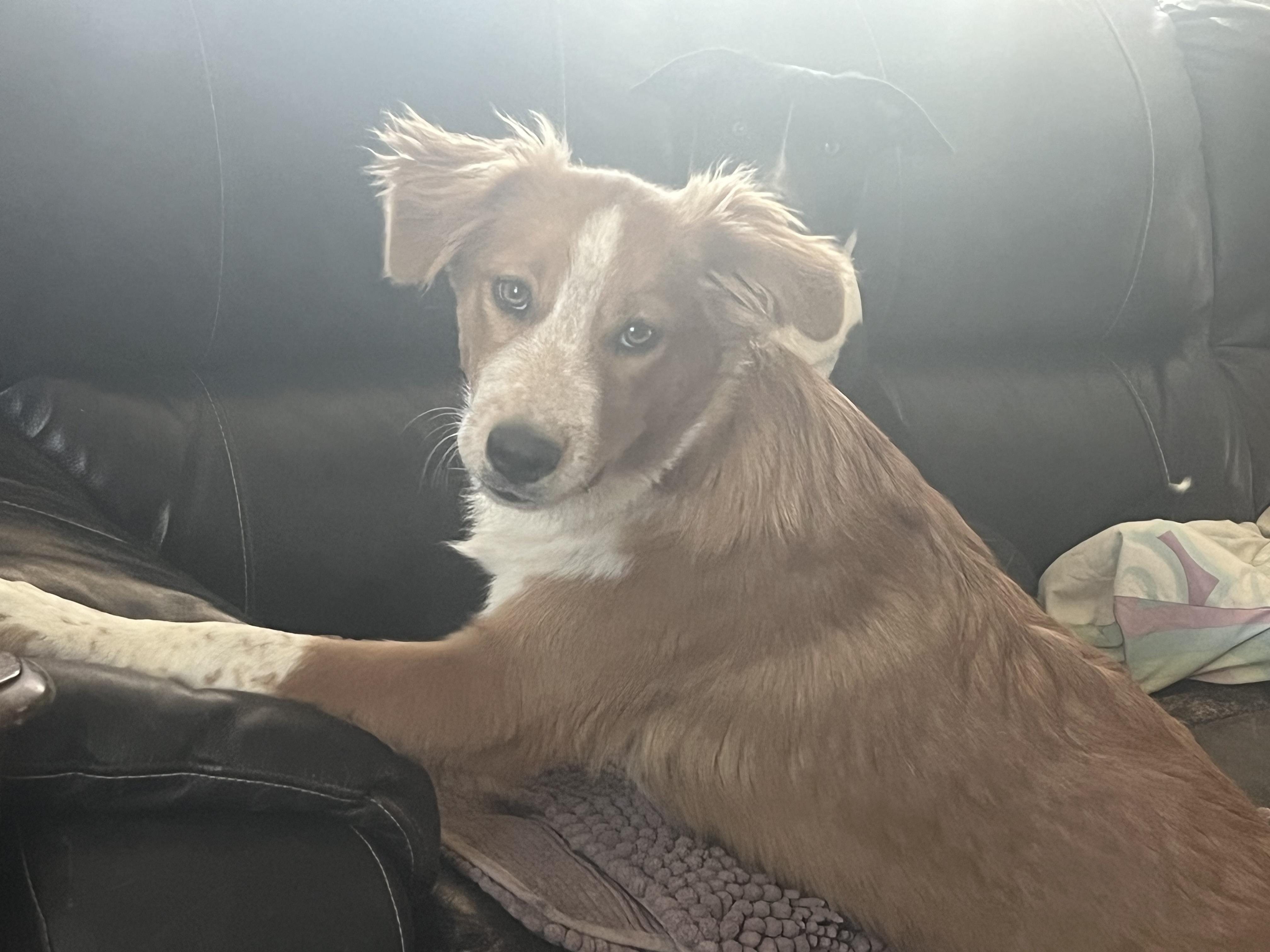 Butch Cassidy , Adoptable, Young Male Australian Shepherd & Australian Cattle Dog / Blue Heeler.