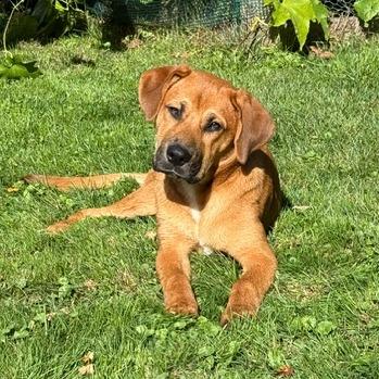 Miss Pennie 22896 Vacation Foster Needed October 21st-27th photo
