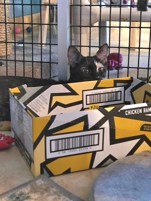 Enlarge Emily the Strange, a ADOPTABLE Domestic Short Hair in Deerfield Beach, FL image 4/6